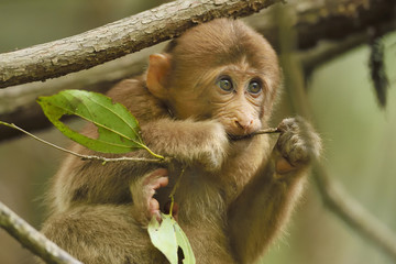 Juevenile Tibetan macaque feeding