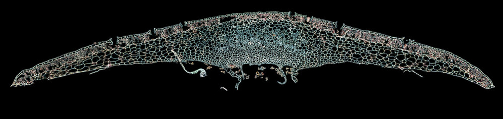 liverwort leaf - cross section cut under the microscope – microscopic view of plant cells for...