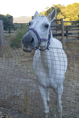 Caballo blanco tras la valla / White horse behind the fence