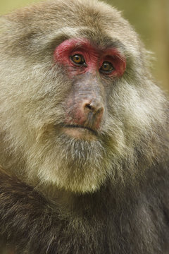 Female macaque face