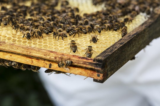 Close up of bees and honeycomb in wooden beehive.