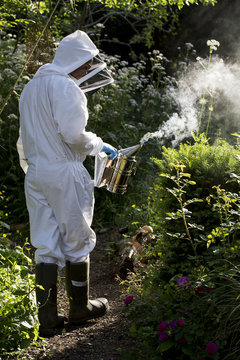 Beekeper wearing protective suit at work, using smoker to calm bees.