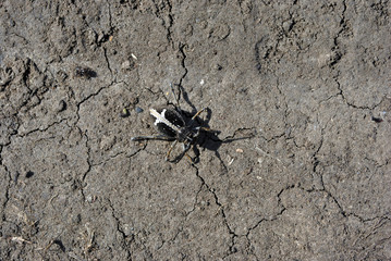 Black Dorcadion equestre bug crawling on gray soil background, top view
