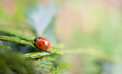 Ladybug insect on green leaf closeup macro shot