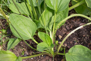 Plantain flowering plant with green leaf. Plantago major broadleaf plantain, white man's foot or greater plantain 