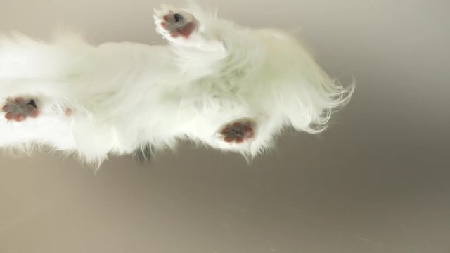 Papillon plays with toy behind the glass stock footage video