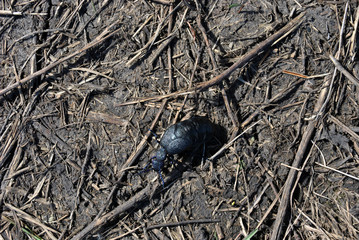Black meloe proscarabaeus bug crawling on gray soil with dry twigs background, top view