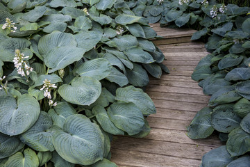 Exotic plants with large green leaves growing around curved wooden boardwalk in a garden.