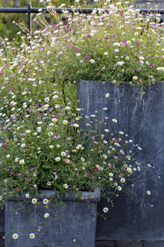 Close up of an abundance of wild daisy flowers growing in grey containers.