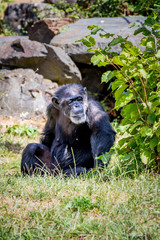 Chimpanzé