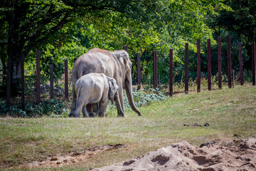 Éléphanteau et Éléphant d'Asie