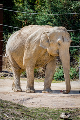 Éléphant d'Asie