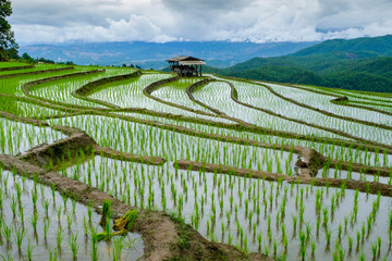 Rice  terrance In green season Chiangmai Thailand