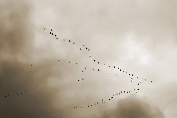 flock of birds flying in formation, stormy and cloudy sky background