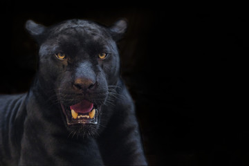 black panther shot close up with black background