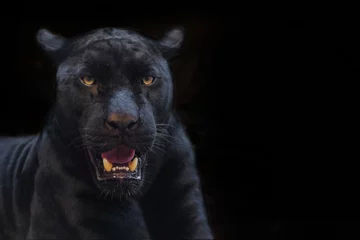 Türaufkleber schwarzer Panther geschossen nah oben mit schwarzem Hintergrund © subinpumsom