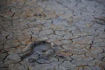 Lone footprint and tire tracks on dry cracked mud