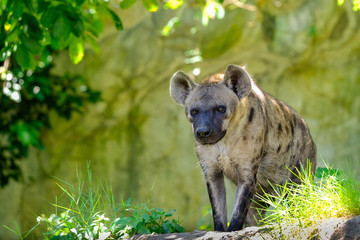 Obraz premium Portrait of free roaming african spotted hyena