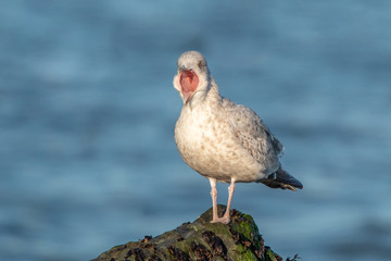 Seagull Yawning on a Rock by the Sea