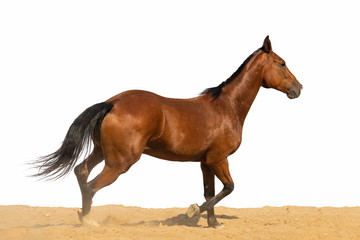 Brown and red horse galloping on sand on a white background, without people.