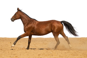 Brown Horse gallops through the sand into the pen, without people.