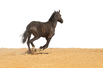 Horse jumps on sand on a white background