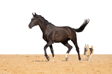 Horse jumps on sand on a white background