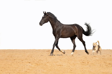 Horse jumps on sand on a white background