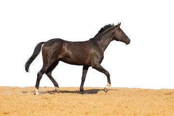 Horse jumps on sand on a white background