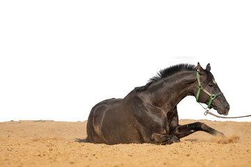 Horse jumps on sand on a white background