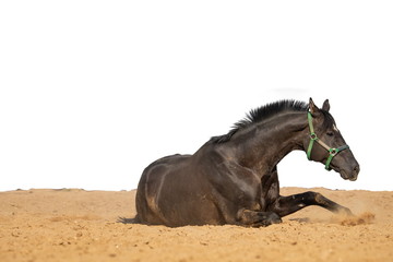 Horse jumps on sand on a white background