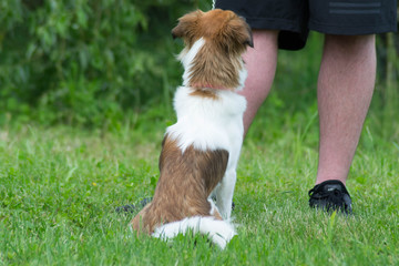 cane pastore con padrone al parco, italia