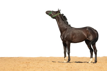 Horse jumps on sand on a white background