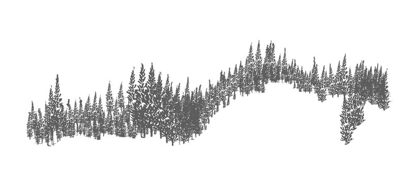 Evergreen forest or woodland landscape with silhouettes of coniferous trees growing on hills. Hand drawn natural monochrome decorative element isolated on white background. Vector illustration.