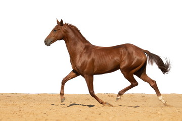 Horse jumps on sand on a white background