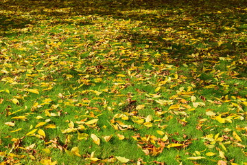 Obraz premium Yellow autumn leaves on the lawn. The first autumn leaves covered the green lawn.