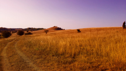 Obraz premium sand spring steppe. trees and sand on sky background.