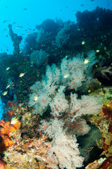 Corals encrusting on Liberty Wreck, Tulamben Bali Indonesia.