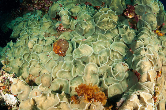 Corallimorpharians, Discosoma sp., covering Liberty Wreck Tulamben Bali Indonesia