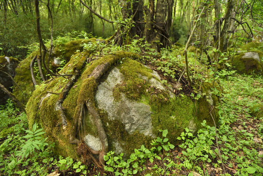 Roots and lineas stone