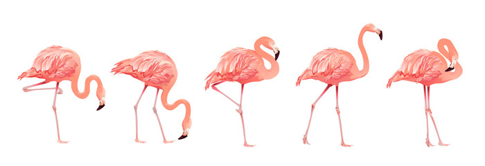 Fototapeta premium Pink Flamingo Bird Set Tropikalny dziki piękny egzotyczny symbol Płaska konstrukcja styl na białym tle. Ilustracji wektorowych