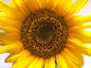 Obraz premium Sunflower photo