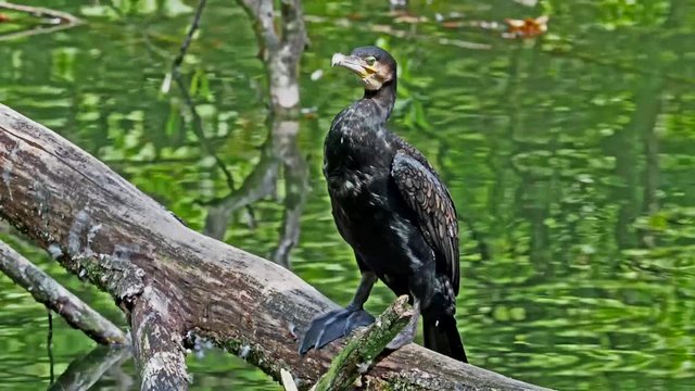 Kormoran - Phalacrocorax carbo