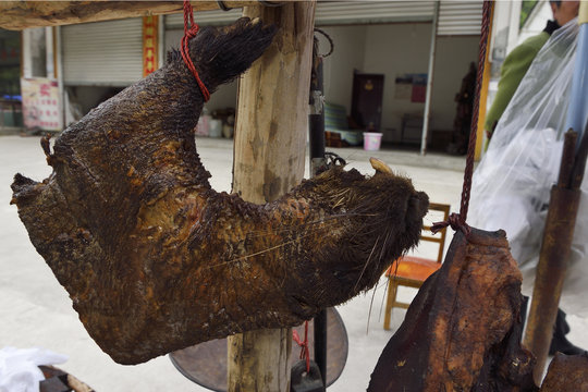 Bushmeat china