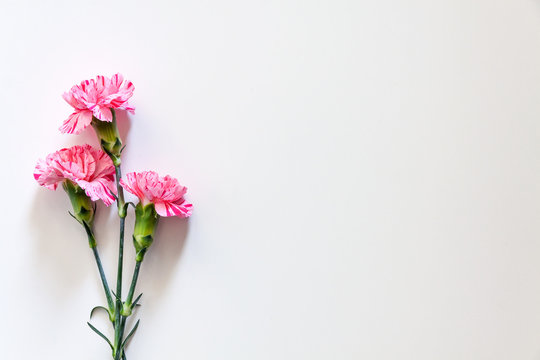 Photo of white background copy space with pink carnation flowers