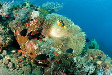 Reef scenic with Clark anemonefish, Amphiprion clarki, Tulamben Bali Indonesia.