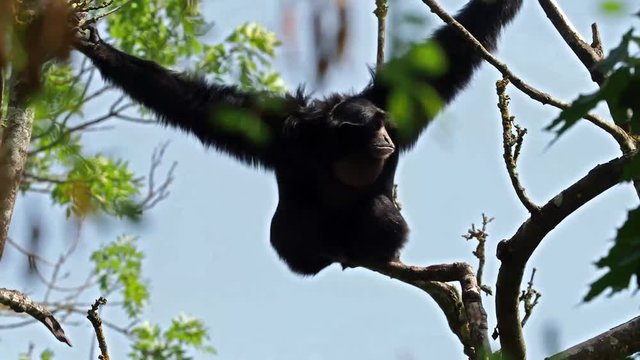 Siamang - Symphalangus syndactylus
