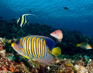 Fototapeta na wymiar Reef scenic with Regal angelfish, Pygoplites diacanthus, Tulamben Bali Indonesia.