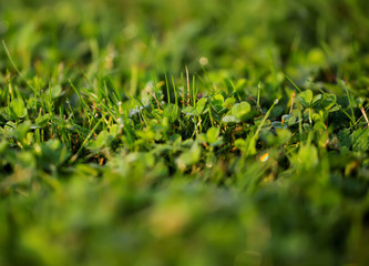 A drop of water on the grass close up.