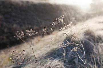 Hoarfrost on dry grass in meadow. Frost covered grass or wild flowers. First frost in autumn countryside meadow. Winter background. 